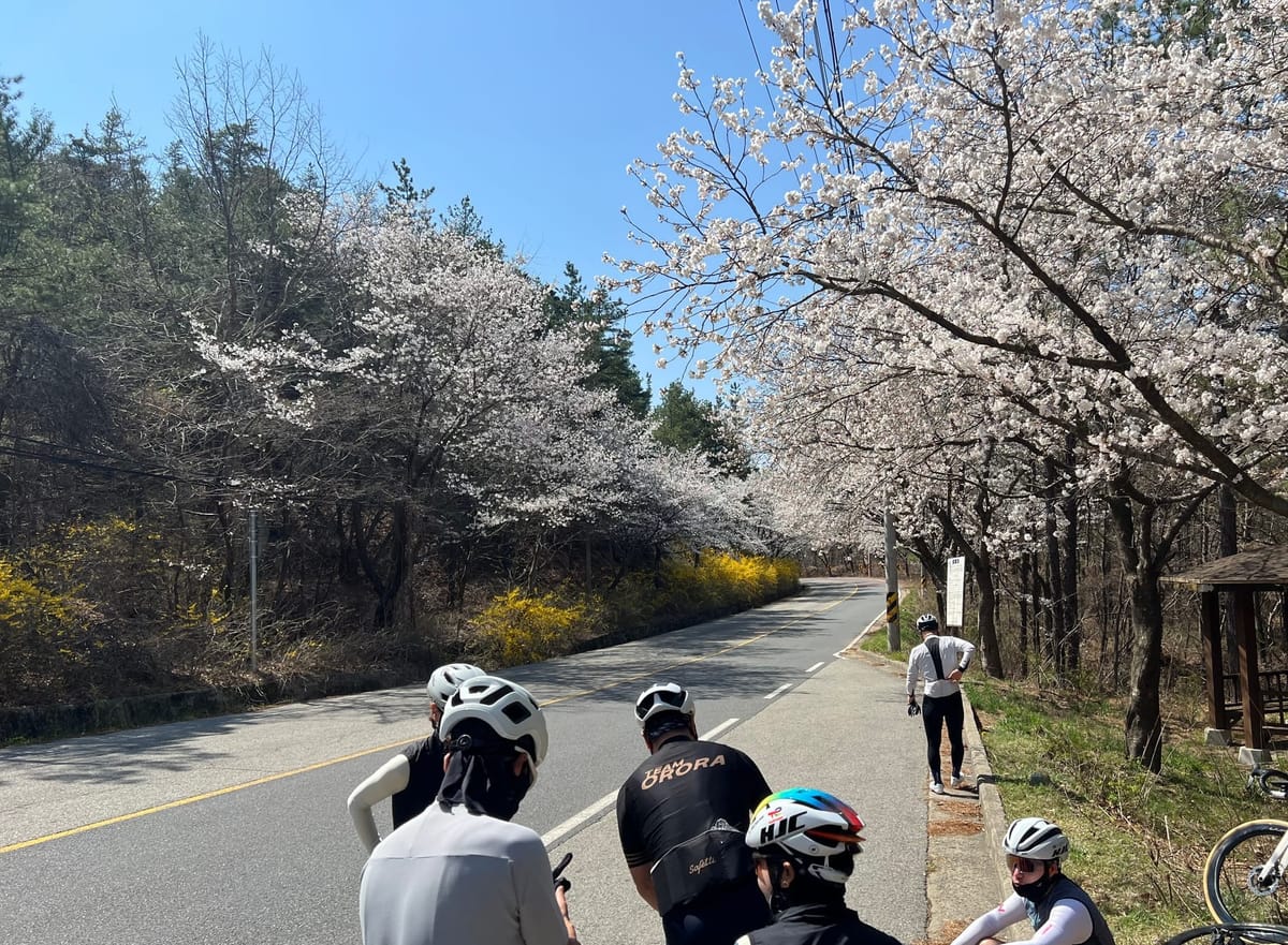 Cherry Blossoms by Bike — The Best Spots Near Camp Humphreys