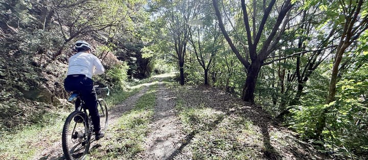 The forest road behind Jincheon National Training Center